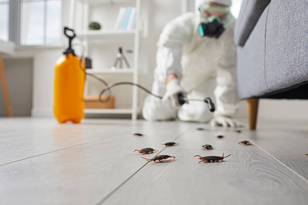 Post-Treatment Bed Bug Interceptor Monitoring in Orcutt